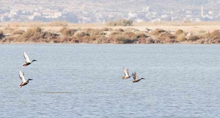 Göksu Deltası Akgöl Kuş Cenneti, Silifke, Mersin