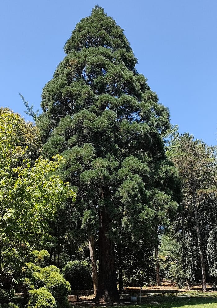 Karaca Arboretum, Yalova