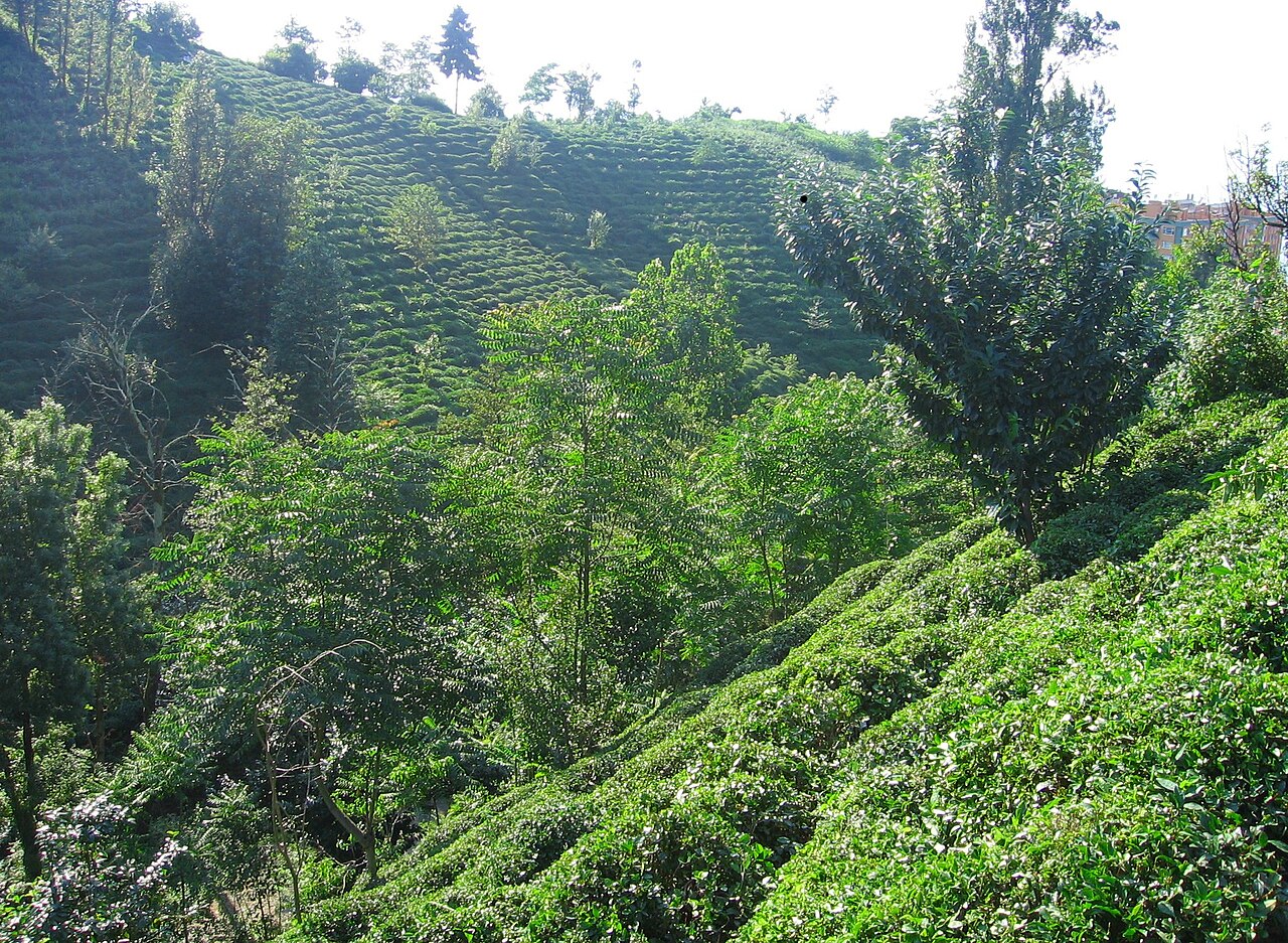Ziraat Botanik Çay Bahçesi, Rize