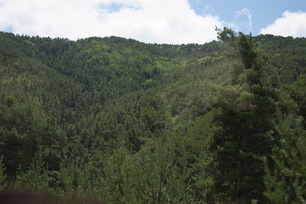 Akdağmadeni Ormanları, Yozgat