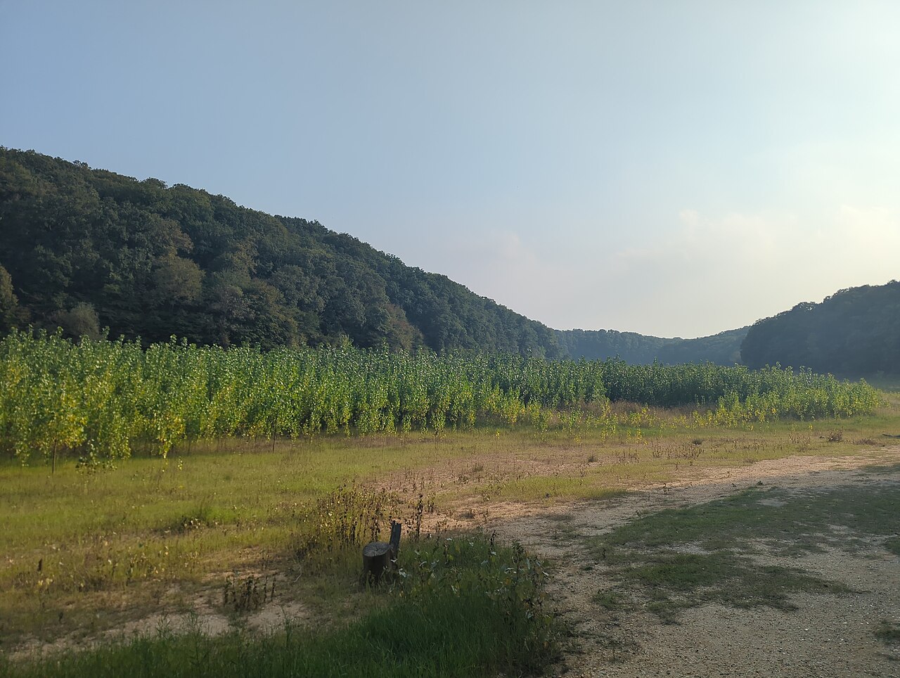 Belgrad Ormanı, Istanbul