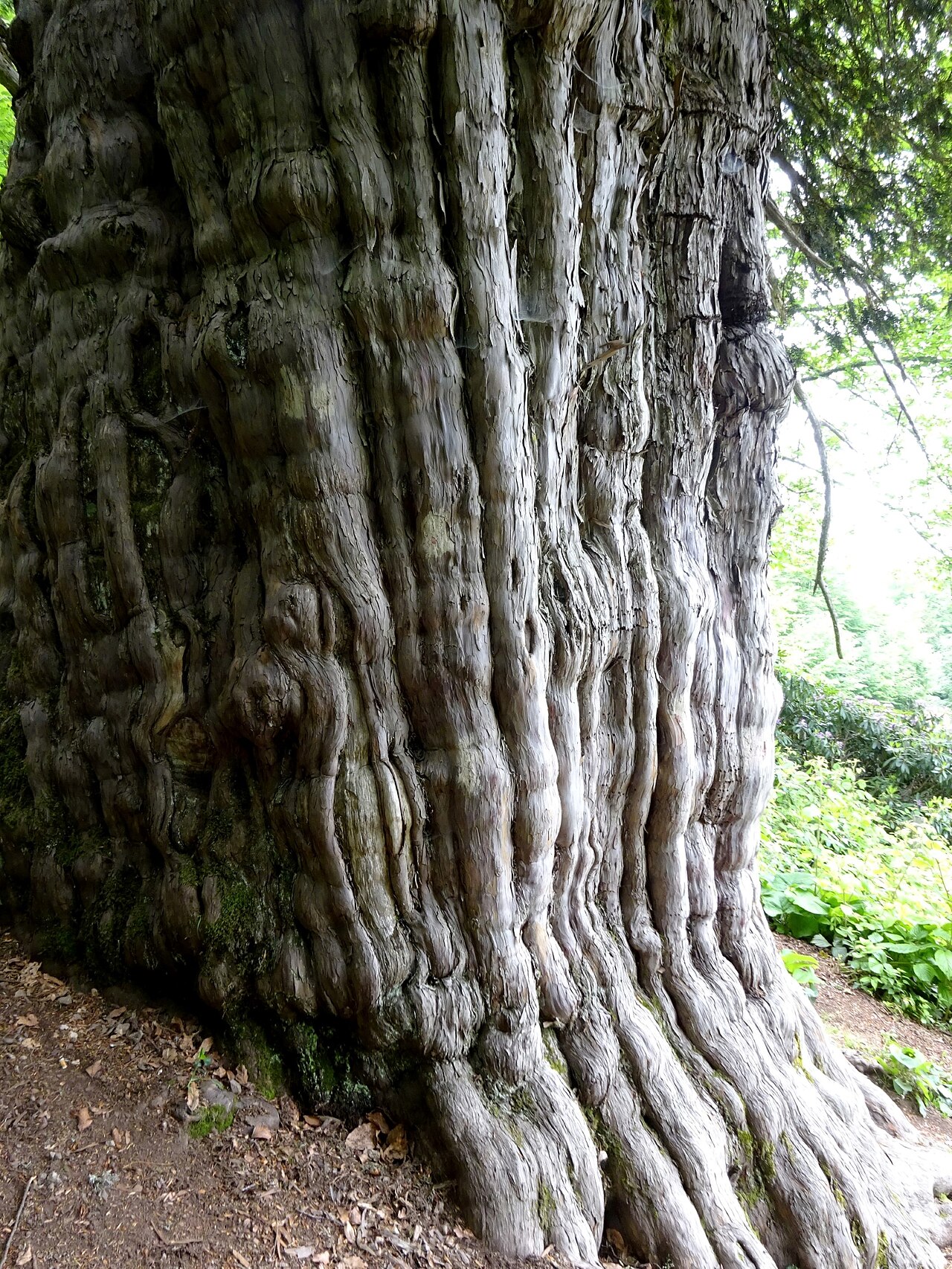 Bölüklü Yaylası, Zonguldak