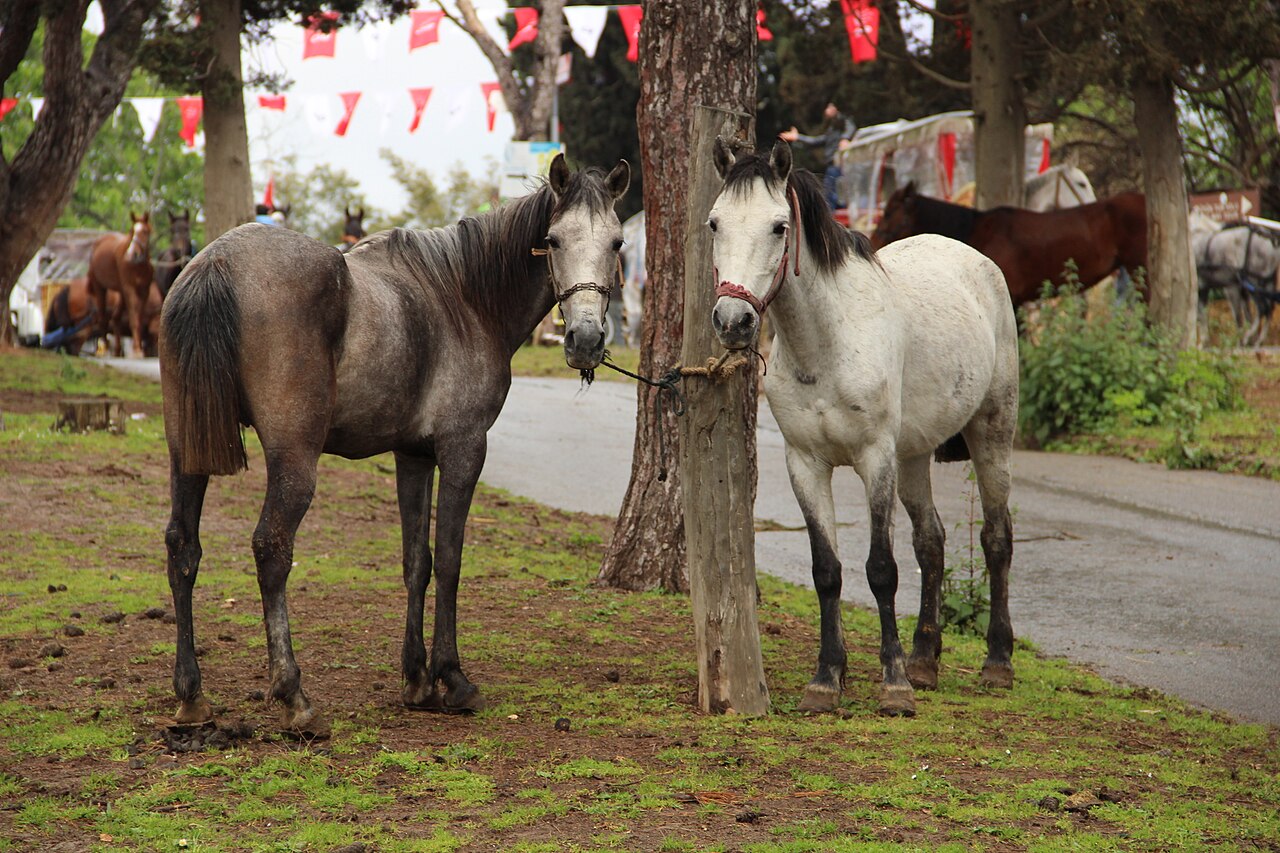 Büyükada, Istanbul
