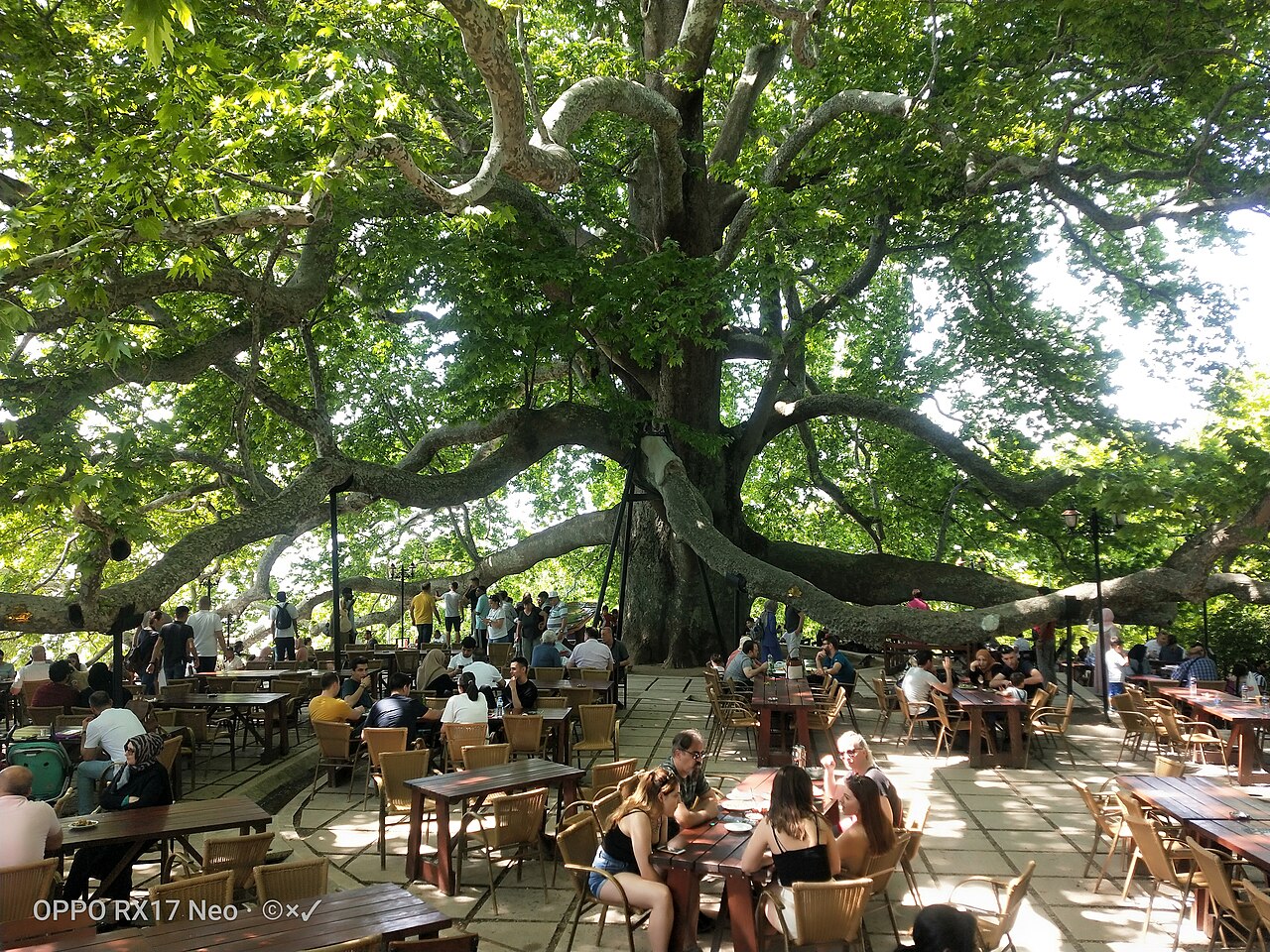 İnkaya Tarihi Çınarı, Bursa