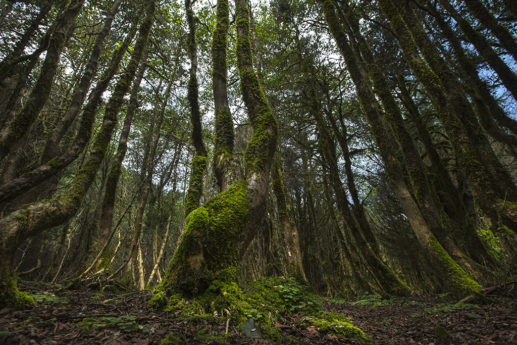 Şimşir Ormanları, Rize